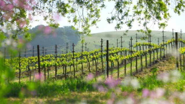 Watch Wine Roads Trips - Napa, California Online