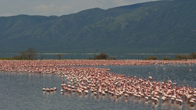 Watch Cosmos Global Documentaries: The Lakes of the Great Rift Valley Online