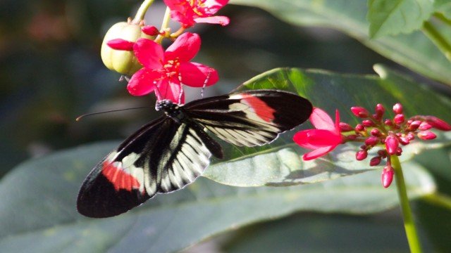 Watch Butterfly World: Jewels Of The Sky Online