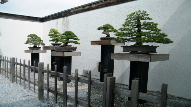 Watch Garden Travels: Bonsai and Bartrams Garden Online