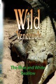 Wild Venezuela - The Blue and White Swallow poster
