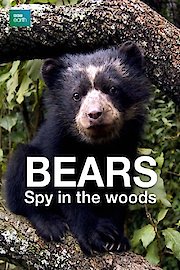Bears: Spy in the Woods