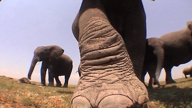 Watch Elephants: Spy in the Herd Online