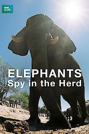 Elephants: Spy in the Herd poster