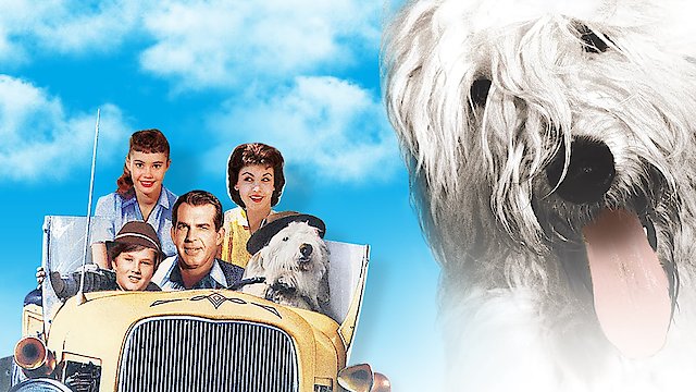 Watch The Shaggy Dog Online