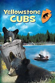 Yellowstone Cubs poster