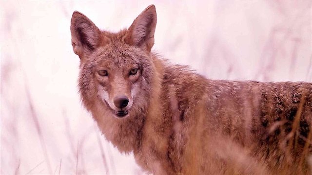 Watch A Country Coyote Goes Hollywood Online