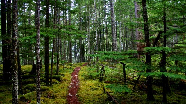 Watch Olympic Rainforest Online