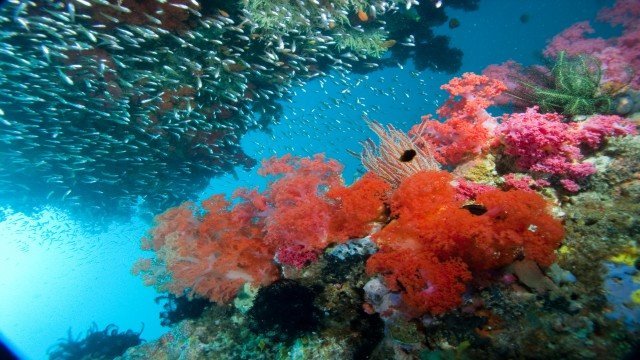 Watch Exploration Online