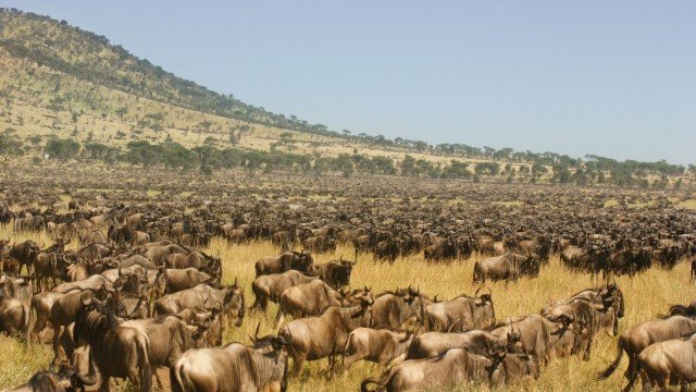 Watch The Compulsive Traveler Adventure Online