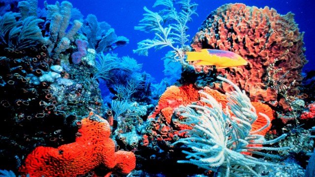 Watch Underwater Paradise Online
