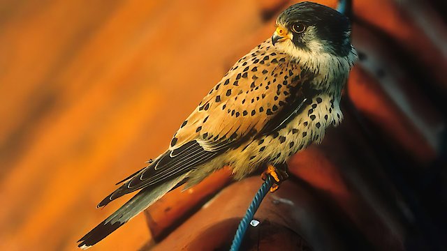 Watch Kestrel's Eye Online