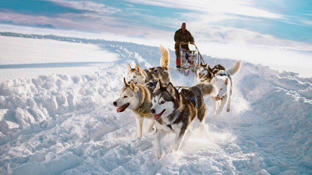 Watch On Tour... Call of the Wild Life with the Huskies Sweden Online