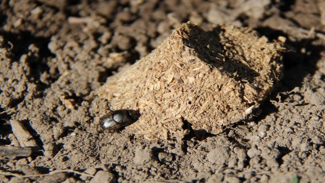 Watch Dung Beetles: Nature's Cleaners Online