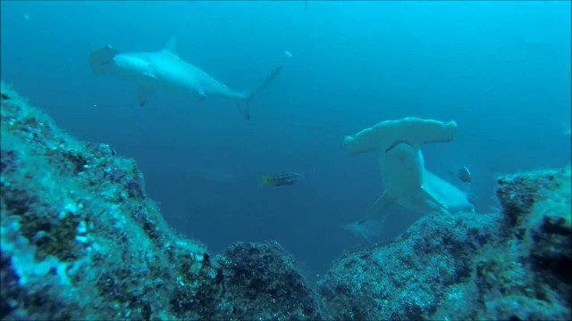 Watch Dive Travel: Costa Rica Online