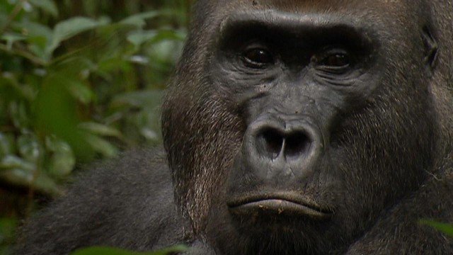 Watch The Gorilla Whisperer: My Gorilla Life Online