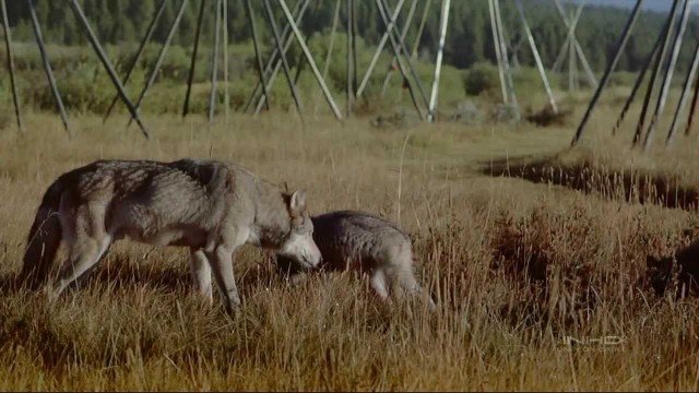 Watch IMAX Wolves Online