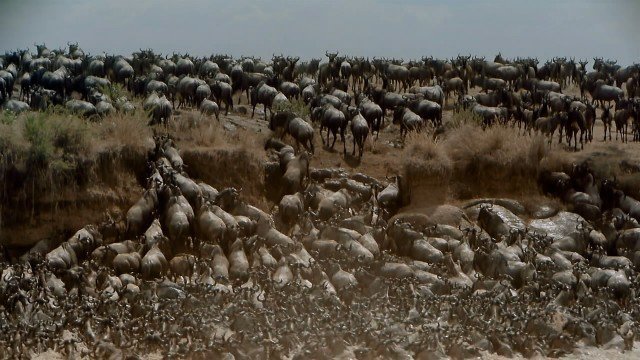 Watch IMAX Africa The Serengeti Online