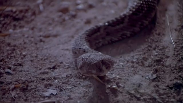 Watch Rattlers Online