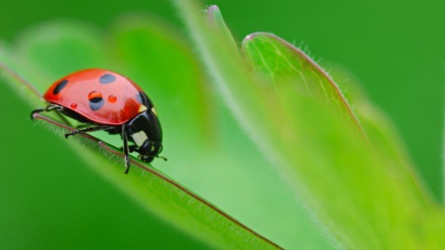 Watch Ladybirds, Fire Bugs & Leaf Hoppers Online