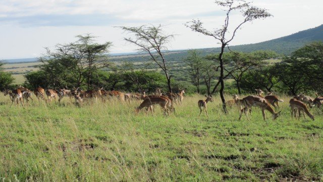 Watch East Africa Camera Safari Online