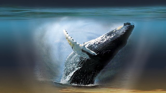 Watch Whaledreamers Online