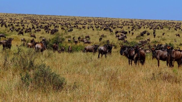 Watch Environment: Wildebeest Migration Patterns Online