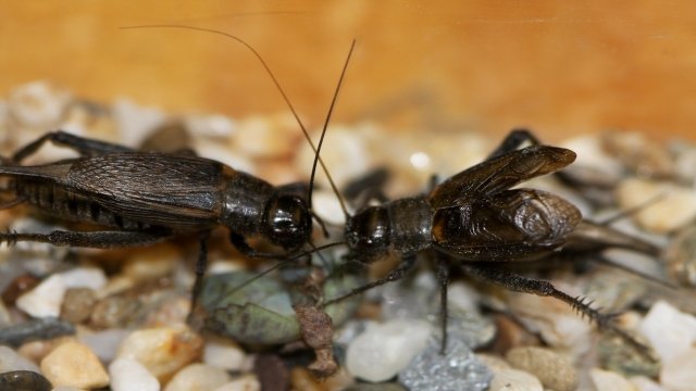 Watch Crickets: Territorial Insects Online