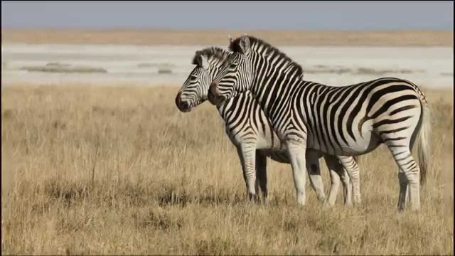 Watch Jack Hanna's Animal Adventures: Jack's Camp Online