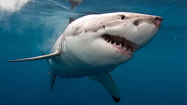 Watch Hunt for the Super Predator Online