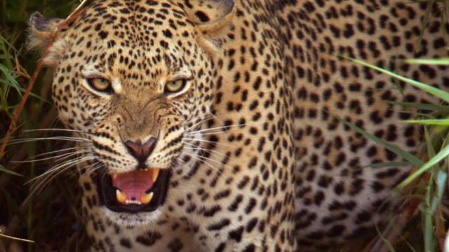Watch Leopard Fight Club Online