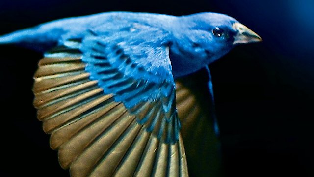 Watch The Messenger Online