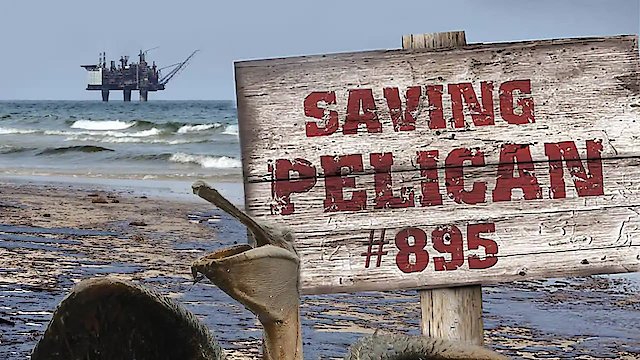 Watch Saving Pelican 895 Online