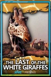 The Last of the White Giraffes