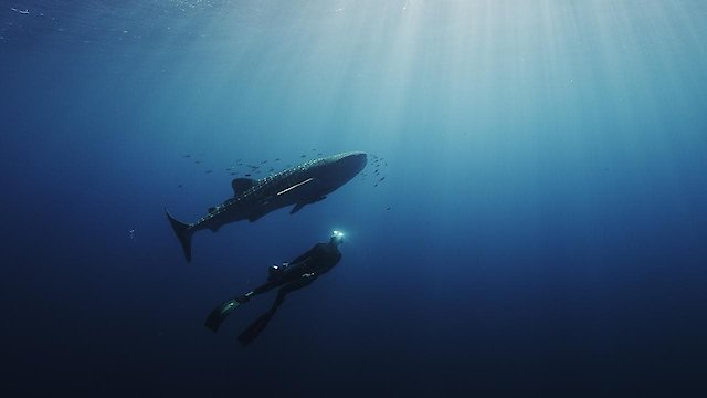 Watch Swimming with Legends Online