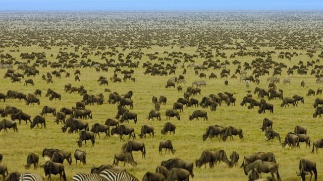 Watch The Wildebeest Migration Online