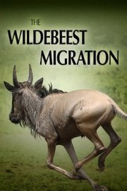 The Wildebeest Migration poster