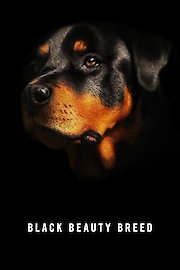 Black Beauty Breed