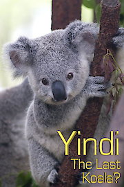 Yindi the Last Koala poster