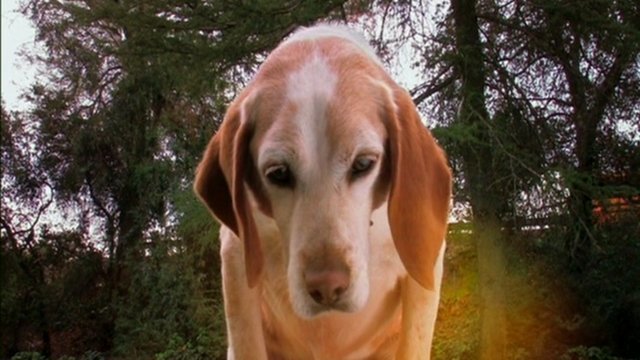 Watch Aussie & Ted's Great Adventure Online