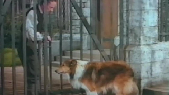 Watch Challenge to Lassie Online