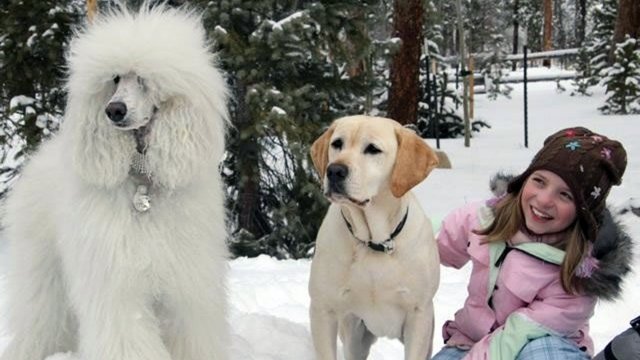 Watch The Dog Who Saved Christmas Vacation Online