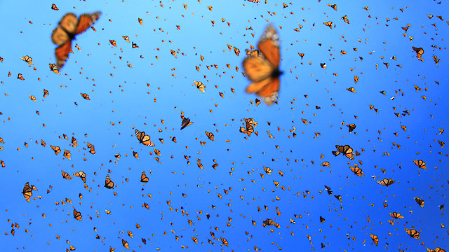 Watch Flight of the Butterflies Online