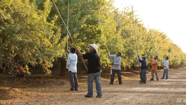 Watch Harvest Online