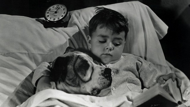 Watch The Little Rascals: The Best of Pete the Pooch Collection Online