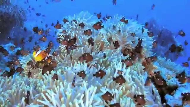 Watch Coral Reef Online