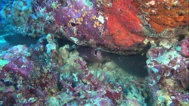 Watch Fascination Coral Reef: Mysterious Worlds Under Water Online