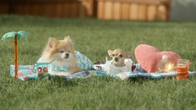 Watch Designer Pups Online