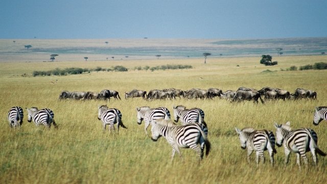 Watch Nature Parks MASSAI MARA Kenya Online