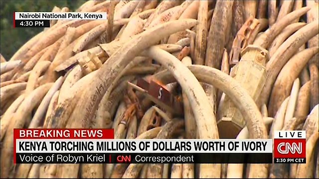 Watch Ivory: A Crime Story Online